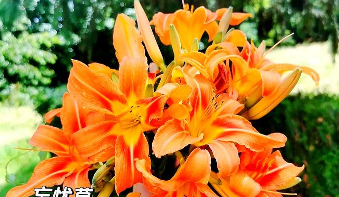 表演节目时选择花束的花语有何讲究？