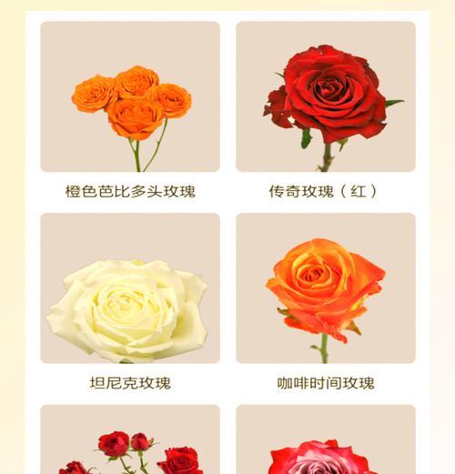 特大玫瑰花的花语含义是什么？特大玫瑰花代表什么？