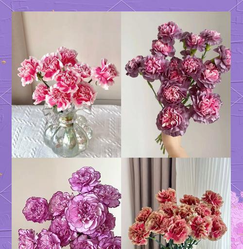 点缀康乃馨是什么花语？康乃馨在母亲节的特殊含义是什么？