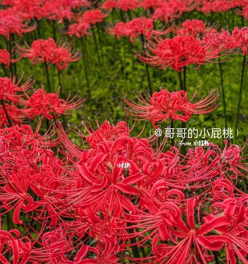 彼岸花在文学作品中的象征意义是什么？