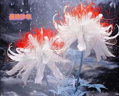 彼岸花在文学作品中的象征意义是什么？