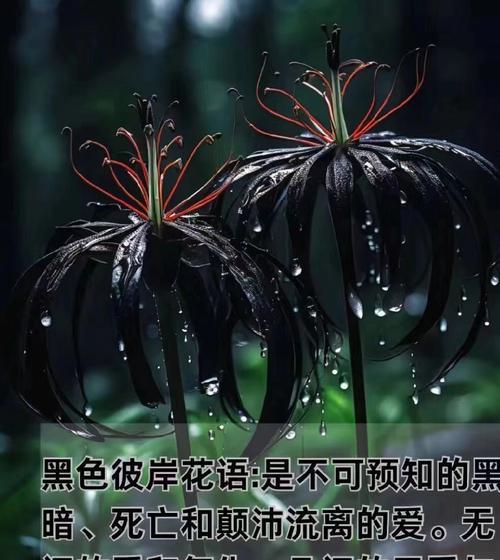彼岸花在文学作品中的象征意义是什么？
