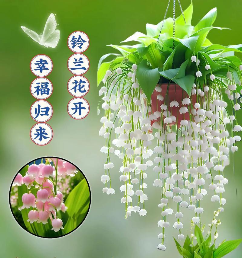 花的外观与花语之间有关系吗？它们分别代表什么？