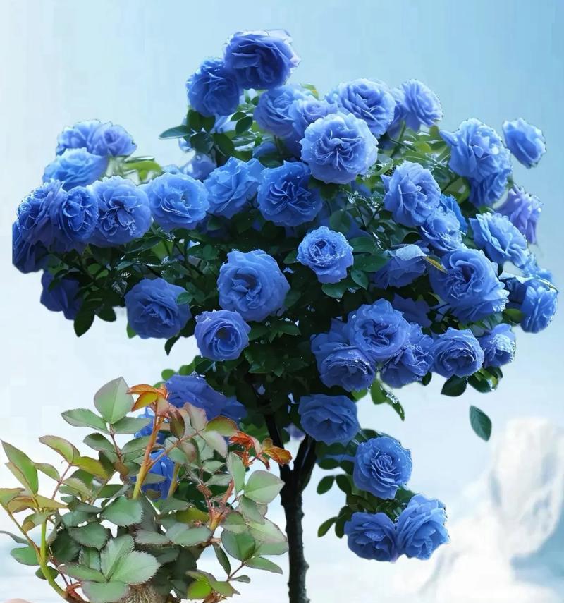 蓝色玫瑰花语有何寓意？观花时蓝色玫瑰代表什么？