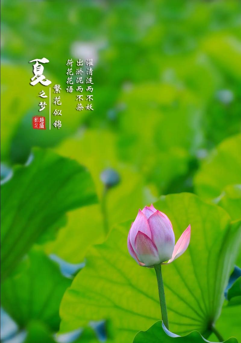 荷花作为本命花的花语是什么？