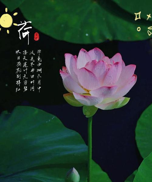荷花作为本命花的花语是什么？