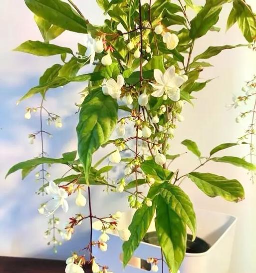 奉承校长的花语和寓意是什么？它传递了怎样的信息？