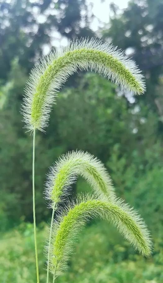 奉承校长的花语和寓意是什么？它传递了怎样的信息？