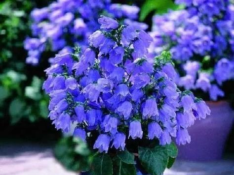 铃兰草花语是什么？铃兰草的含义有何特别之处？