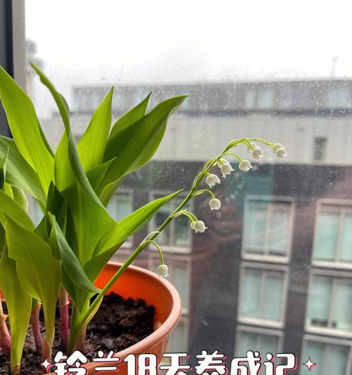 铃兰草花语是什么？铃兰草的含义有何特别之处？