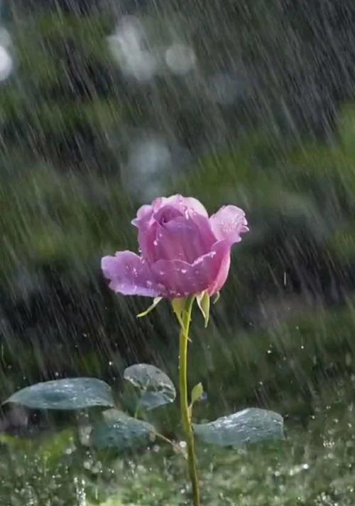 带雨的花通常代表什么？
