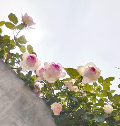 花朵成长的花语有哪些寓意？