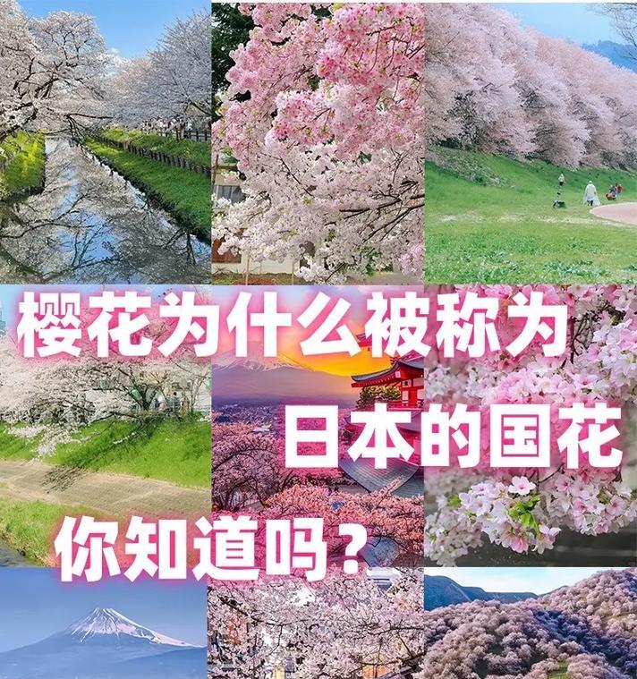 日本花语有哪些让人忍俊不禁的含义？