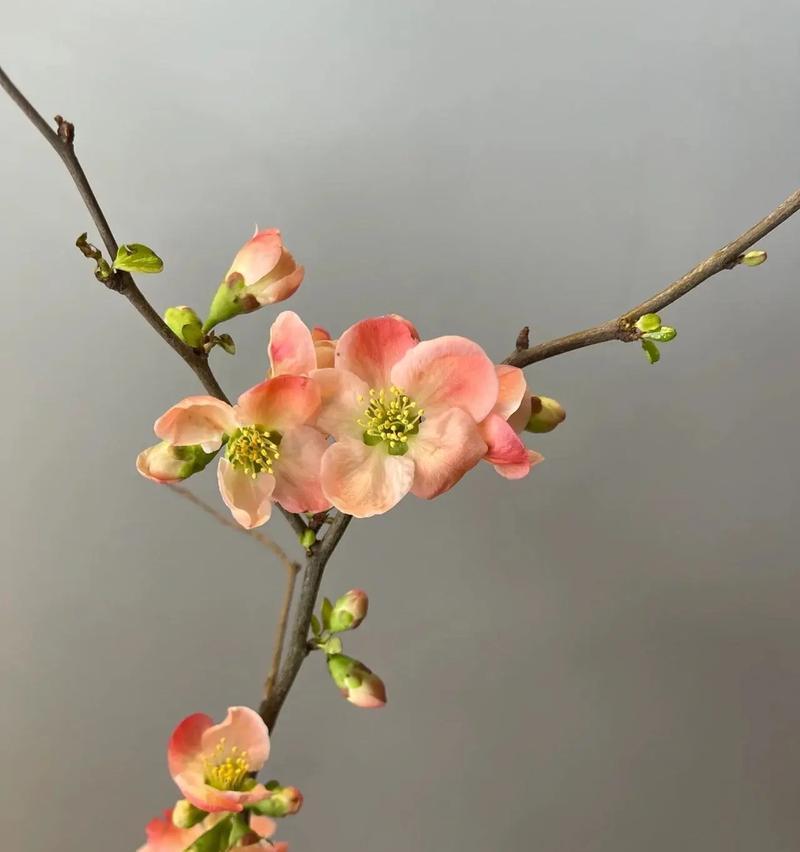 日本花语有哪些让人忍俊不禁的含义？