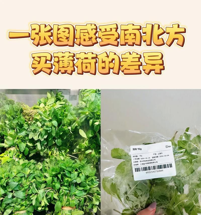 薄荷的花语是什么？哪种花与薄荷的花语相似？