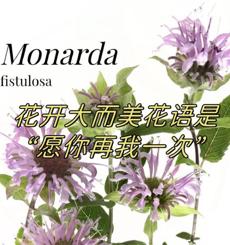 薄荷的花语是什么？哪种花与薄荷的花语相似？