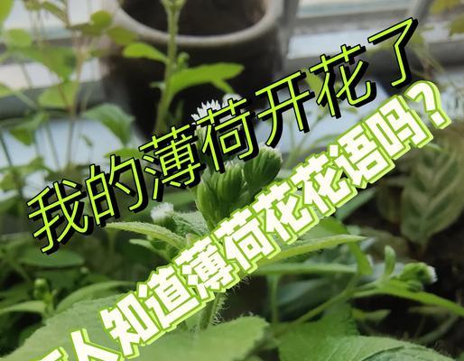 薄荷的花语是什么？哪种花与薄荷的花语相似？