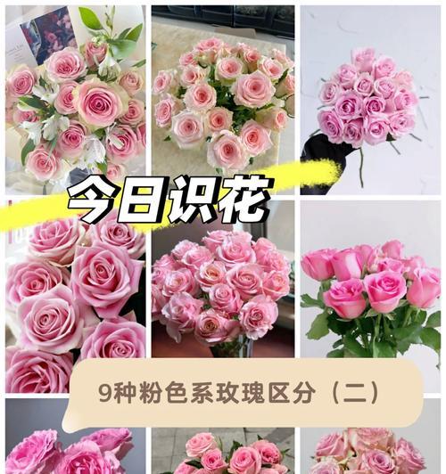 粉色玫瑰花的花语有哪些含义？