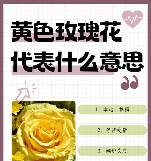 玫瑰花的寓意和象征是什么？如何正确解读？