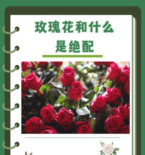 玫瑰花的寓意和象征是什么？如何正确解读？