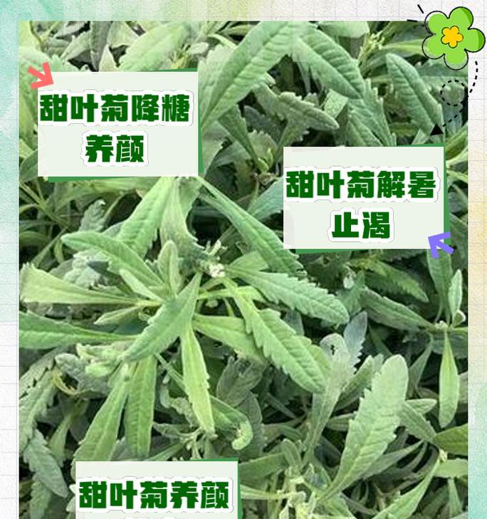小甜菊的花语能否表达爱意？