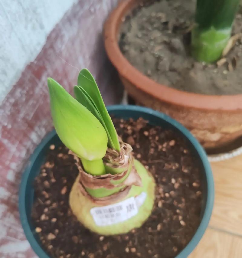 鸿运小宝贝花束的花语代表了什么？