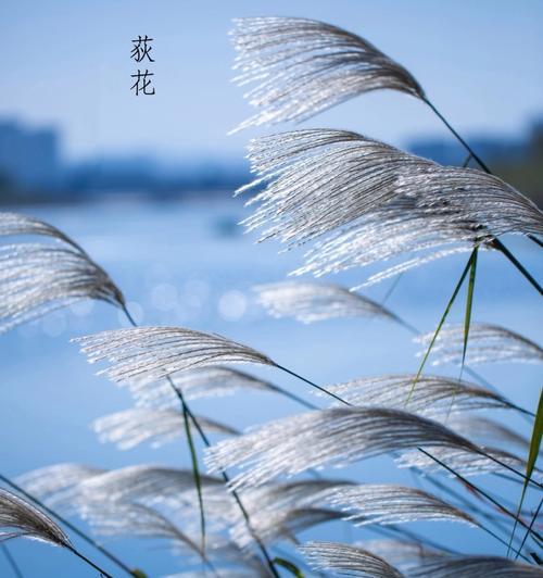 江南秋天的花语代表什么含义？
