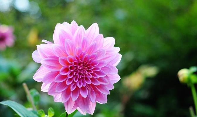 道具美丽的亚玛花语是什么？这种花的寓意是什么？