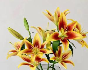 道具美丽的亚玛花语是什么？这种花的寓意是什么？