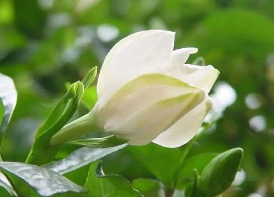 栀子花的花语是什么？它象征着什么？