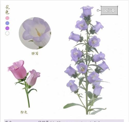 紫铃铛的花语是什么意思？紫铃铛代表了什么？