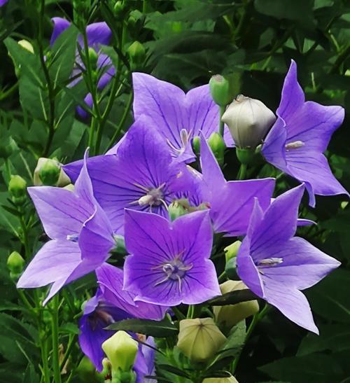 紫铃铛的花语是什么意思？紫铃铛代表了什么？