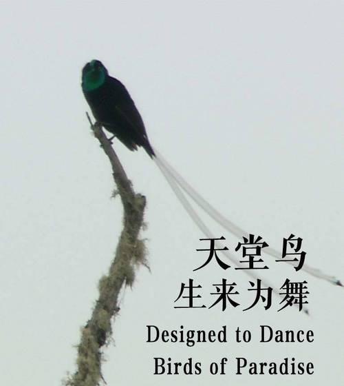 天堂鸟花语背后的故事是什么？