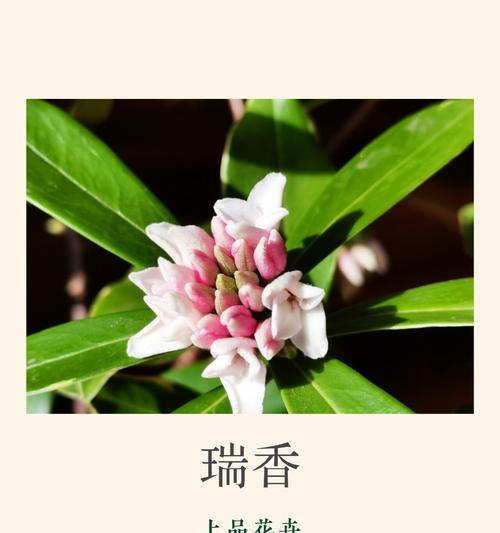 瑞云殿花语有何特别之处？