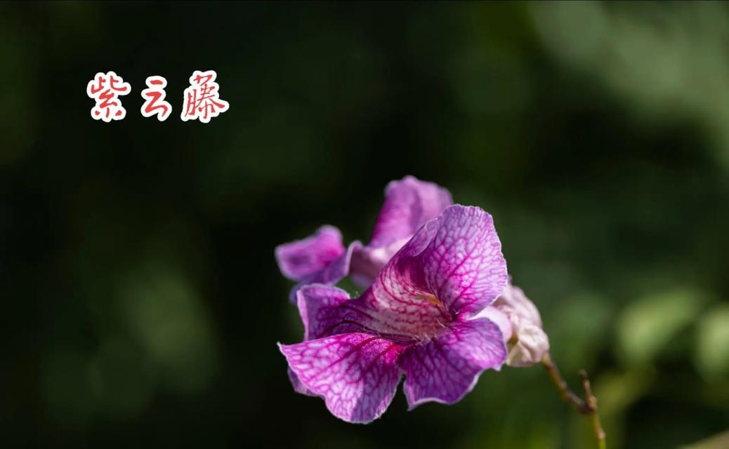 瑞云殿花语有何特别之处？