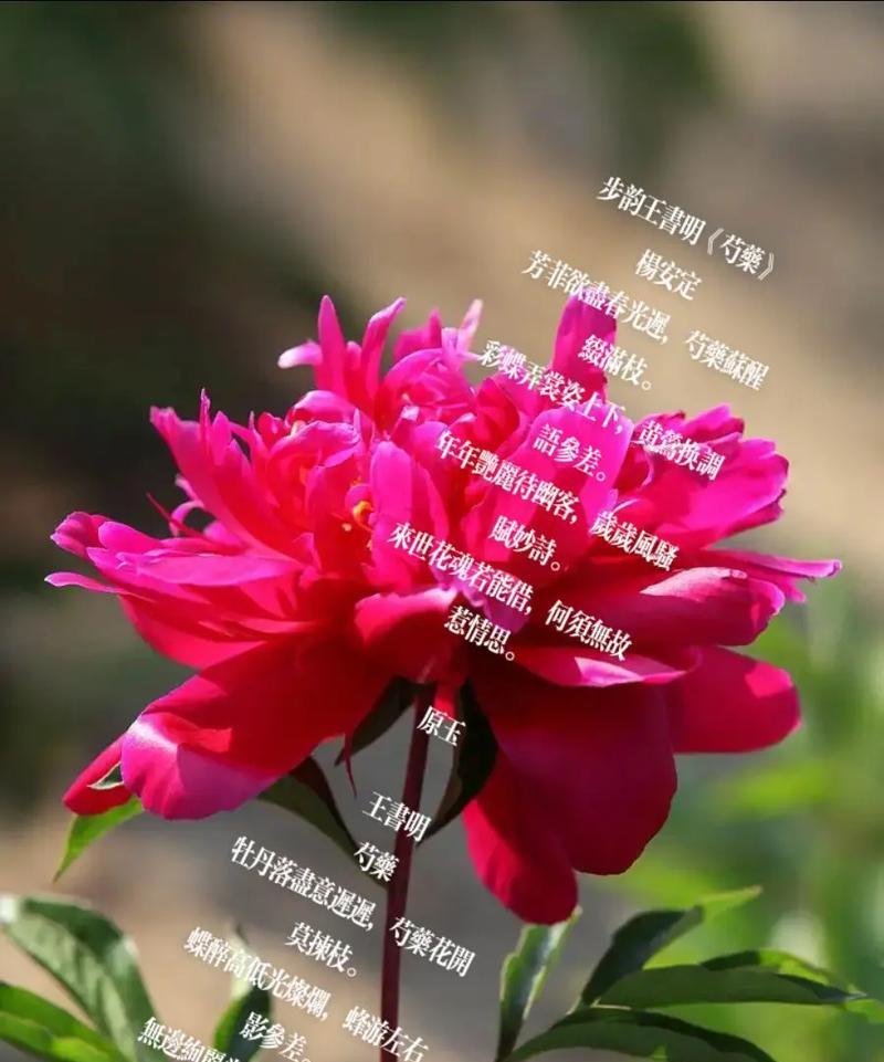 王艳芍药的花语有何特别之处？