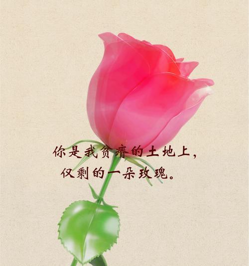 1万朵玫瑰花的花语是什么？送这么多玫瑰有何深意？