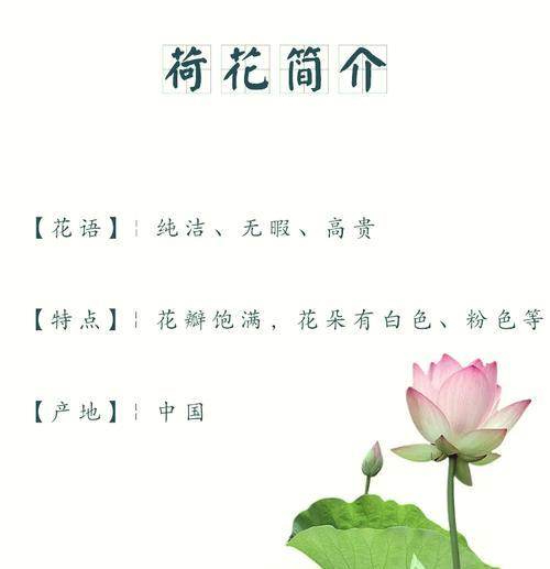 白荷花的花语及其象征意义是什么？小黑种子的花语是什么？