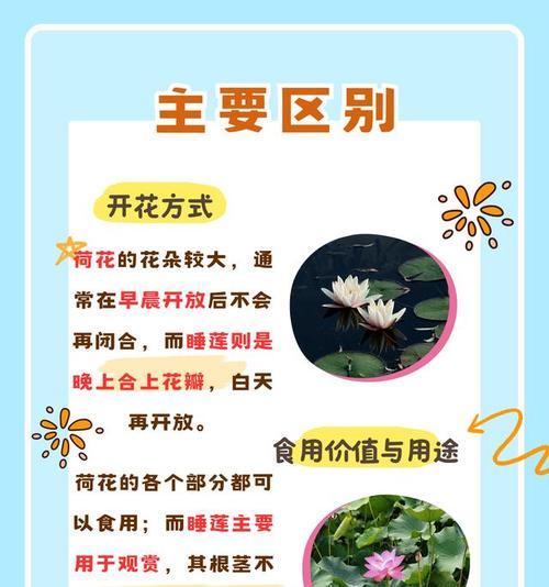 白荷花的花语及其象征意义是什么？小黑种子的花语是什么？