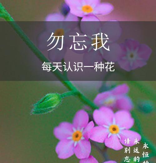 勿忘我花语是什么意思？勿忘我花代表了怎样的情感？