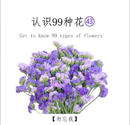 勿忘我花语是什么意思？勿忘我花代表了怎样的情感？