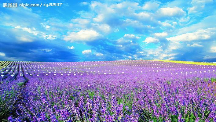 一根花枝单独的花语有何深意？它通常用来表达什么？