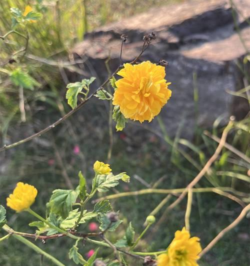 一根花枝单独的花语有何深意？它通常用来表达什么？
