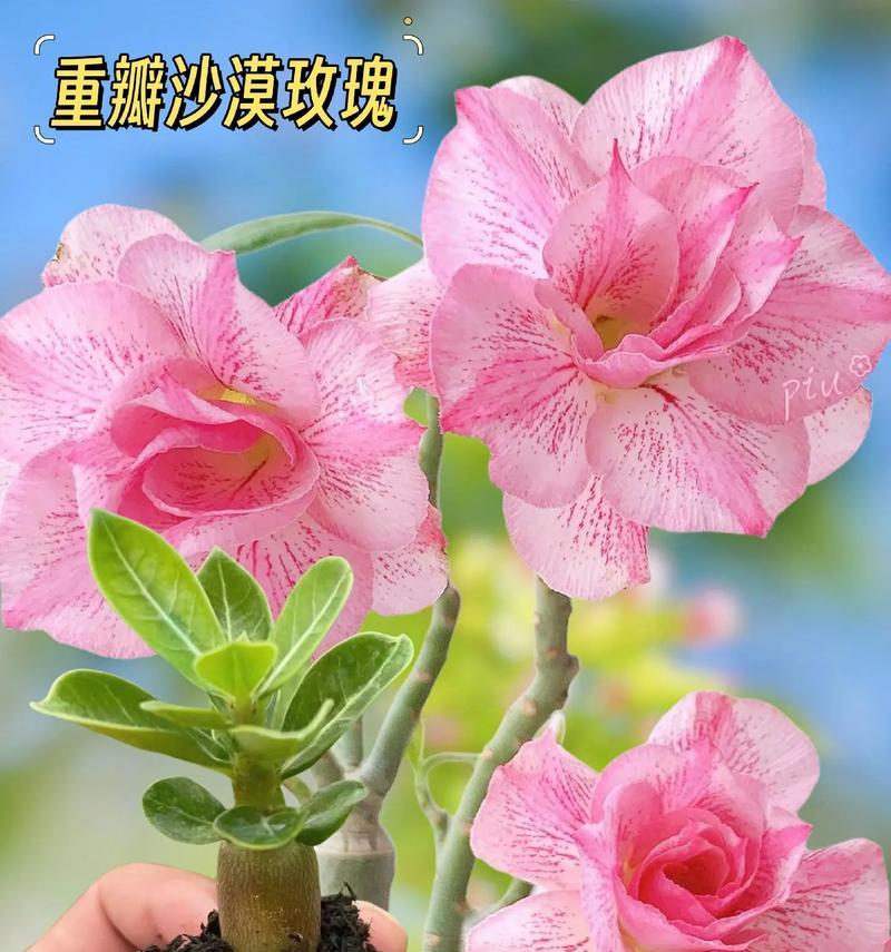 哪种花的花语代表了凶猛？