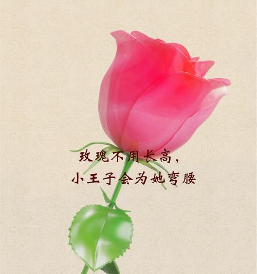 哪种花的花语代表了凶猛？
