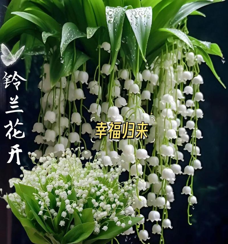 铃兰的花语是什么？它通常用来表达什么？