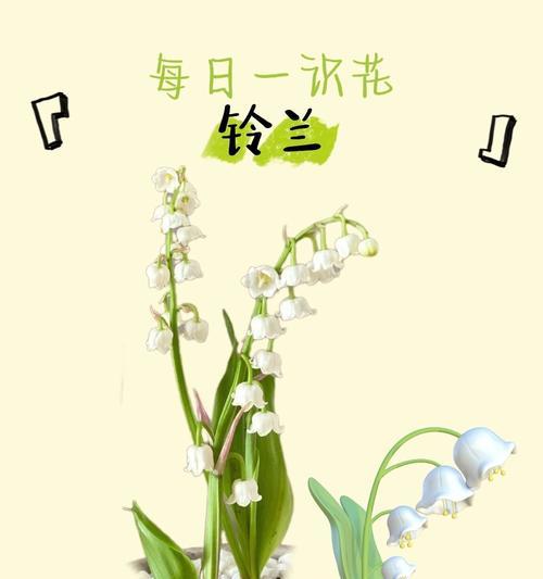 铃兰的花语是什么？它通常用来表达什么？