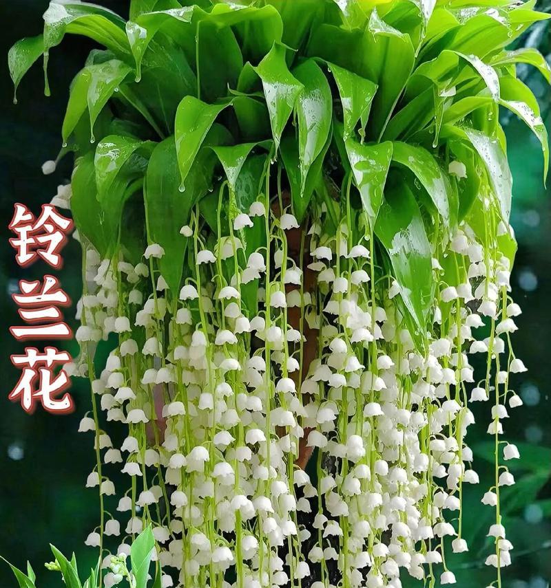 铃兰的花语是什么？它通常用来表达什么？