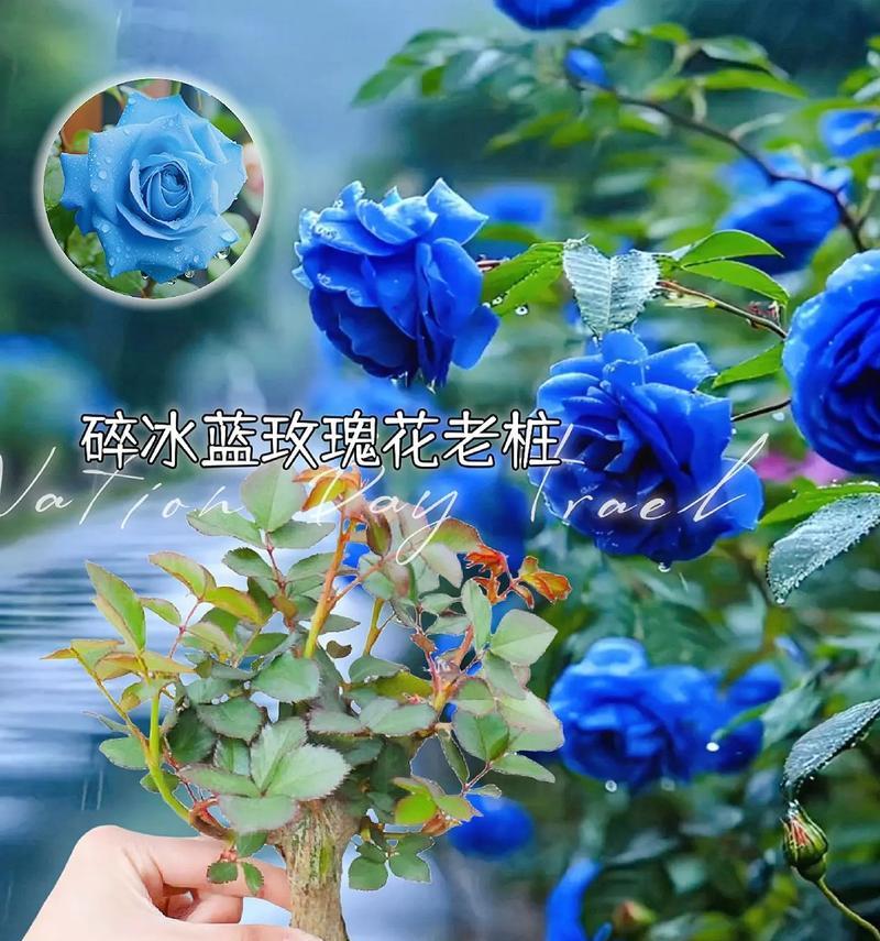 白蓝玫瑰代表什么意义？