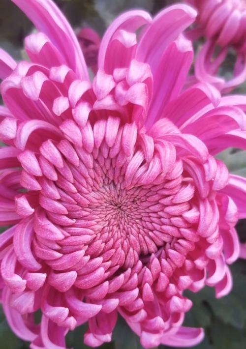 十月的花语代表花是什么？它传递了哪些信息？